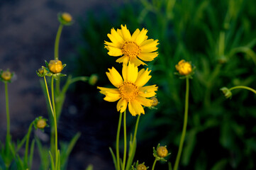 The golden chrysanthemum in the park blooms with beautiful golden flowers. Close up