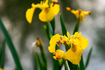 Obraz premium Beautiful yellow irises on the riverbank