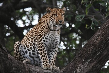 Fototapeta na wymiar A view of a leopard sitting on a tree branch