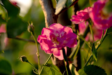 When the red rose flowers are in full bloom, a close-up of the rose flowers