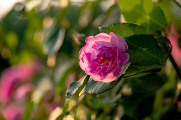When the red rose flowers are in full bloom, a close-up of the rose flowers