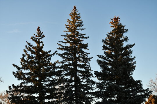 Pine trees during sunset.