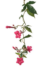 deep bright red cardinal creeper or lady doorly's morning glory plant vine with flowers isolated...