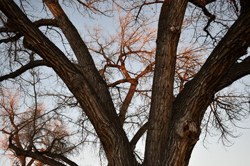 Trees in the Winter. Sunset lighting.