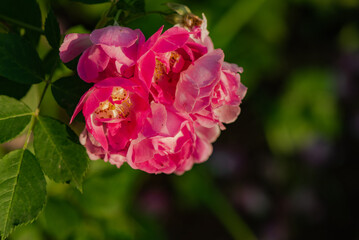 Obraz premium When the red rose flowers are in full bloom, a close-up of the rose flowers