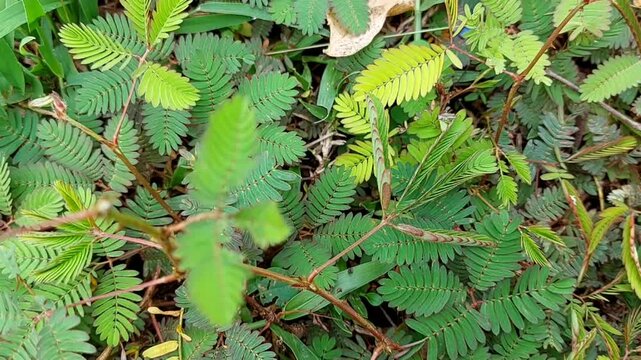 A study of the sensitive plant, Mimosa pudica, and its reaction to physical contact.