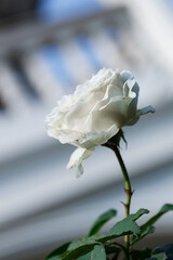 Beautiful white roses under sunlight backyard. Floral natural background with rose flower.