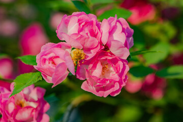 Obraz premium When the red rose flowers are in full bloom, a close-up of the rose flowers