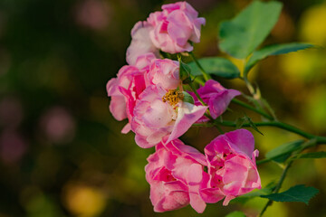 When the red rose flowers are in full bloom, a close-up of the rose flowers