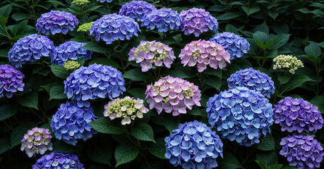 beauty flower colorful nature leaf floral bloom