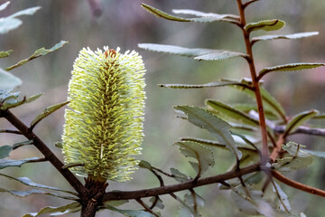Fern-leaved Banksia plant with flower
