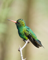 Besourinho de bico vermelho macho (Chlorostilbon lucidus) lindo beija flor colorido em close up sob um lindo fundo desfocado