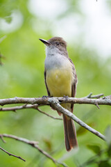 Fototapeta premium Maria cavaleira de rabo enferrujado (Myiarchus tyrannulus) pousado em um galho sob um fundo desfocado