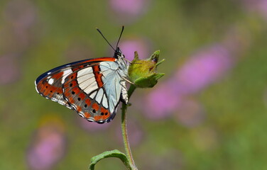 Limenitis Reducta 1126