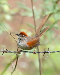 Uí pi (Synallaxis albescens) linda ave e difícil de ser fotografada, sob um arame farpado