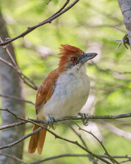 Choró boi fêmea (Taraba major) pousado em um galho seco em seu habitat natural