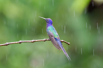Beija flor tesoura (Eupetomena macroura) olhando para a esquerda e se molhando na chuva sob um lindo fundo verde desfocado