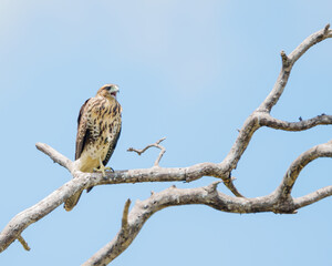 Gavião asa de telha jovem (Parabuteo unicinctus) pousado em um galho seco de árvore sob um lindo céu azul