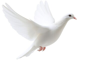 Obraz premium Dove Flying. Bird in flight on white background. Symbol