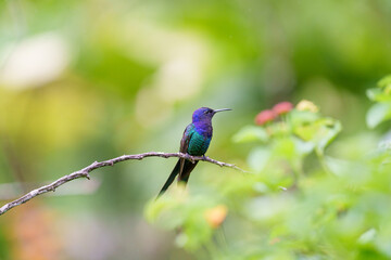 Beija flor tesoura (Eupetomena macroura) de frente sob um lindo fundo verde desfocado