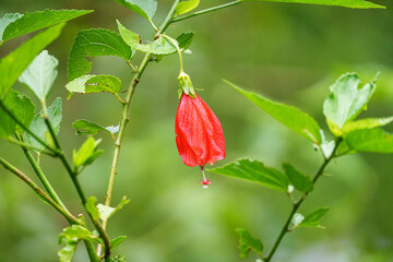 Malvavisco vermelho os beija flores amam (Malvaviscus arboreus)