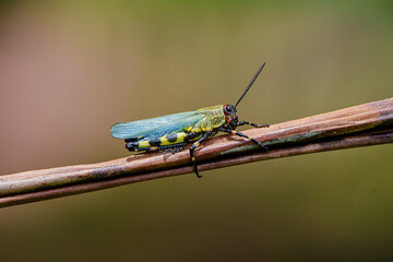 Gafanhoto (Zoniopoda tarsata) em outra posição sob um fundo desfocado