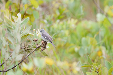 Patativa (Sporophila plumbea) pousado em seu habitat natural