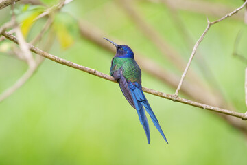 Beija flor tesoura (Eupetomena macroura) de costas pousado em um galho