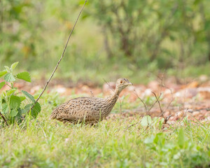 Codorna amarela (Nothura maculosa) abaixando para se esconder por entre a vegetação