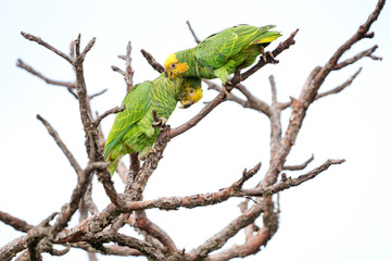 Casal de Papagaio galego (Alipiopsitta xanthops) em close up brincando na árvore
