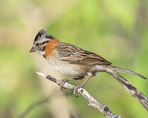 Tico tico (Zonotrichia capensis) lindo pássaro pousado sob um fundo verde desfocado