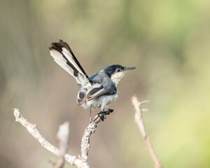 Balança rabo do nordeste (Polioptila atricapilla) pousado em um galho de planta com o rabo levantado Son um lindo fundo suave desfocado
