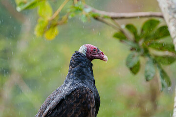 Urubu de cabeça vermelha (Cathartes aura) olhando para a direita sob leve chuva com um fundo verde desfocado