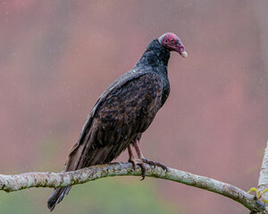 Urubu de cabeça vermelha (Cathartes aura) em close up pousado em um galho de arvore sob leve chuva com um fundo vermelho desfocado