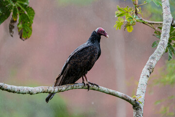 Urubu de cabeça vermelha (Cathartes aura) pousado em um galho de arvore sob leve chuva com um fundo vermelho desfocado