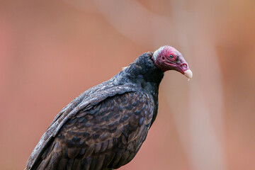 Urubu de cabeça vermelha (Cathartes aura) em close up sob um fundo vermelho desfocado