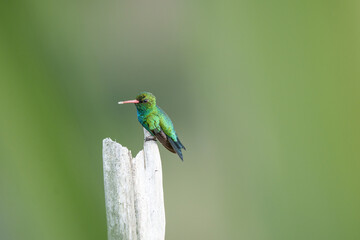 Besourinho de bico vermelho macho (Chlorostilbon lucidus) lindo beija flor sob um fundo desfocado verde empoleirado em uma planta seca