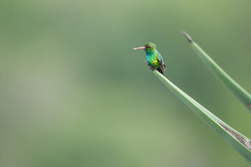 Besourinho de bico vermelho macho (Chlorostilbon lucidus) lindo beija flor sob um fundo desfocado...