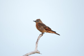 Fototapeta premium Gibão de couro (Hirundinea ferruginea) empoleirado no galho sob um fundo azul do céu desfocado