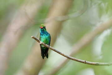 Besourinho de bico vermelho macho (Chlorostilbon lucidus) lindo beija flor sob um fundo desfocado olhando para frente