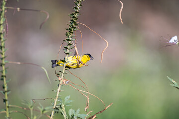 Pintassilgo do nordeste (Spinus yarrellii) ave ameaçada em estado vulnerável segundo a lista vermelha da IUCN, se alimentando de sementes