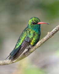 Besourinho de bico vermelho macho (Chlorostilbon lucidus) lindo beija flor em close up sob um lindo fundo desfocado