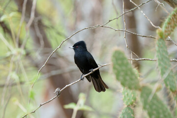 Maria preta de garganta vermelha macho (Knipolegus nigerrimus) pousado em um galho da vegetação da caatinga