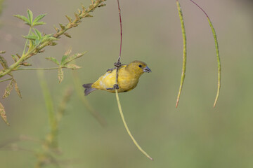 Pintassilgo do nordeste fêmea (Spinus yarrellii) ave ameaçada em estado vulnerável segundo a lista vermelha da IUCN, se alimentando de sementes