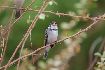 Golinho macho (Sporophila albogularis) pousado por entre galho Son um fundo verde desfocado