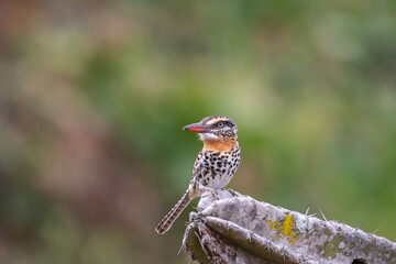 Rapazinho dos velho (Nystalus maculatus) pousado em um cacto sob um lindo fundo verde desfocado