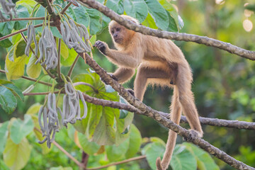 Fototapeta premium Macaco prego dourado (Sapajus flavius) comendo o fruto da embaúba, este macaco está em perigo de extinção pela lista vermelha da IUCN