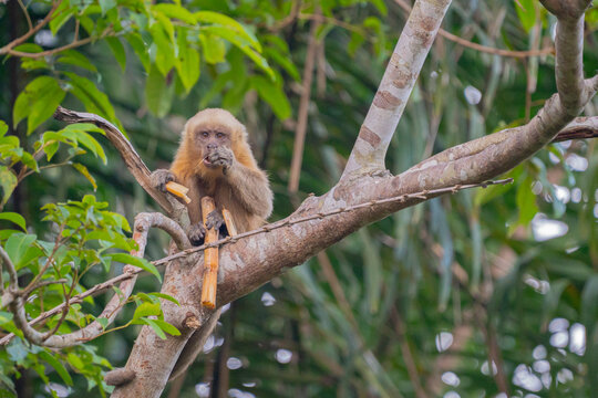 Macaco prego dourado (Sapajus flavius) comendo cana de a&ccedil;&uacute;car,  este macaco est&aacute; em perigo de extin&ccedil;&atilde;o pela lista vermelha da IUCN