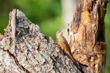 Arapaçu de bico branco (Dendroplex picus) pousado em lindo tronco de árvore olhando para a direita junto com um calango