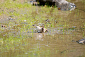 Golinho f&ecirc;mea jovem (Sporophila albogularis) se banhando na &aacute;gua